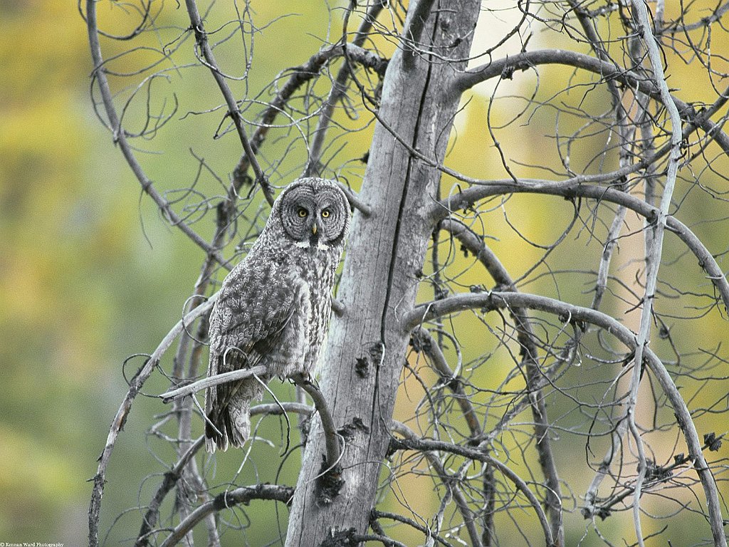 Great Grey Owl, Grand Teton National Park, Wyoming